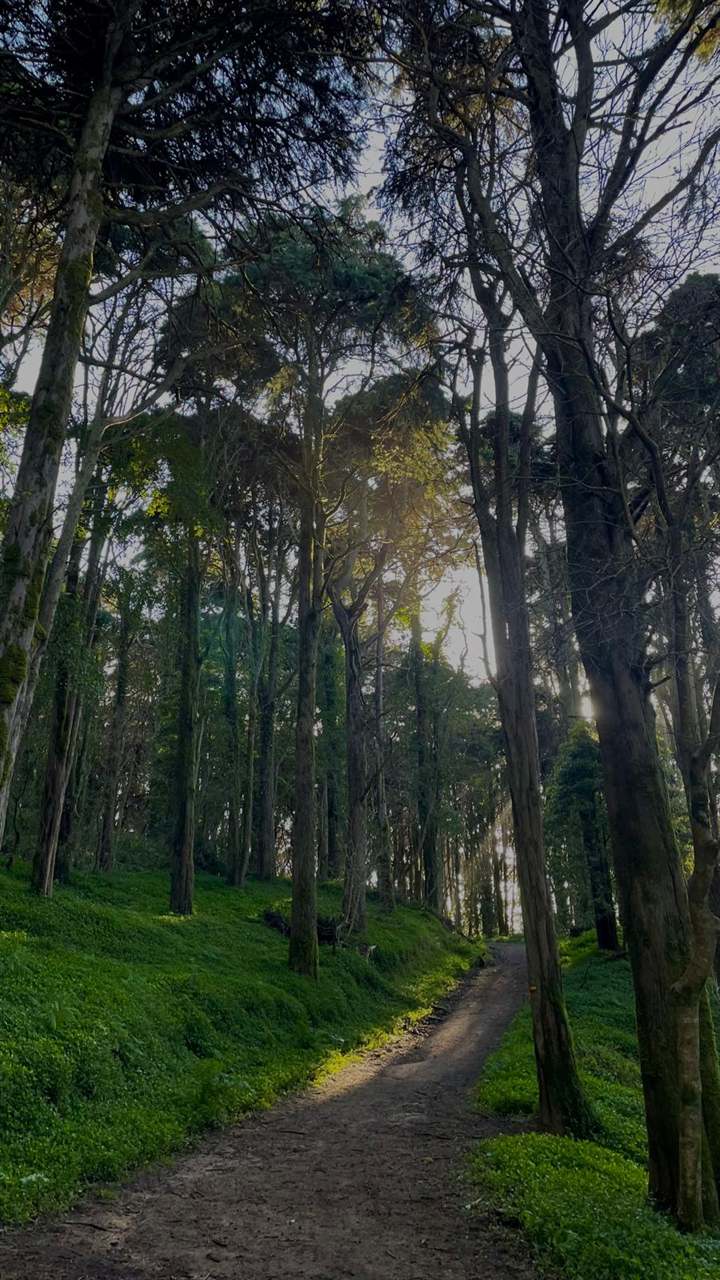Guided forest hike through Sintra's woodland of moss and ancient trees